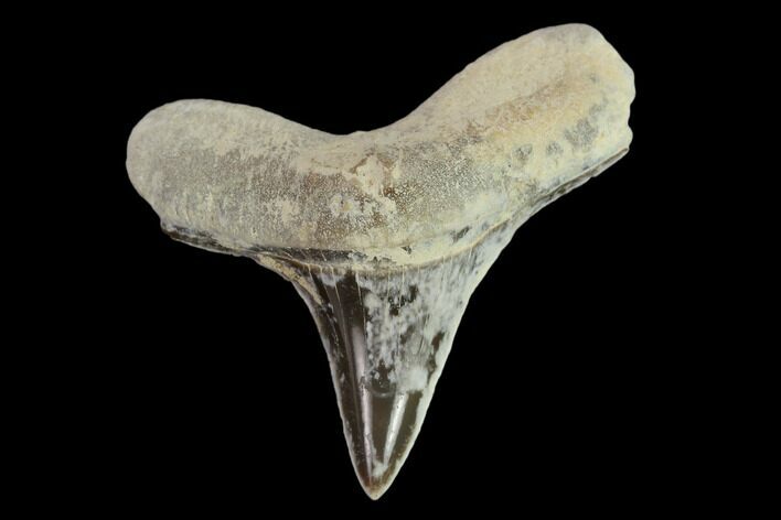 Fossil Shark (Cretoxyrhina) Tooth - Kansas #134841